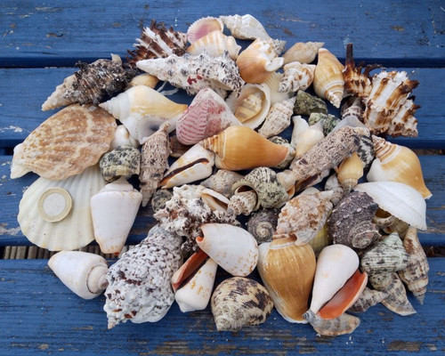 Mixed shells natural shell - shells,