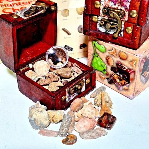 Fossil fossils collection - fossils,