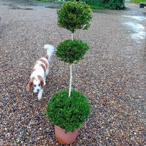 Buxus sempervirens common - buxus,