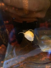 Assorted Mystery Snails 10+2 Fresh Water