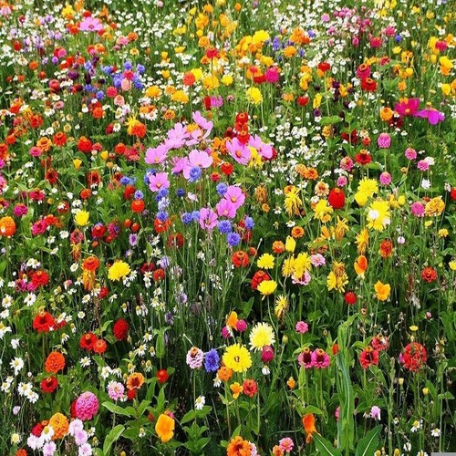 2000 wildflowers pure - wildflowers,