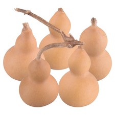 5x Natural Bottle Gourds