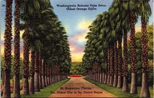 Washingtonia Robusta Palm