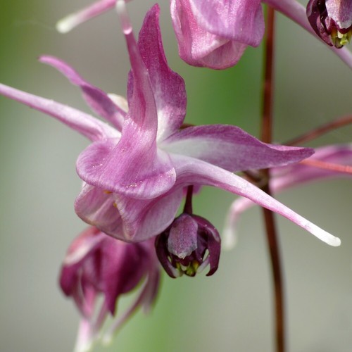 Epimedium lilafee garden - epimedium,