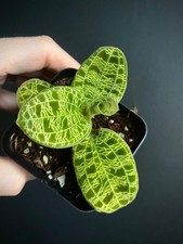 Macodes Petola | Jewel Orchid