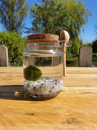 Marimo moss ball pet - marimo, &