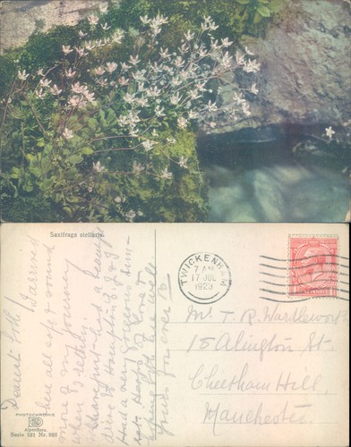 Saxifraga stellaris