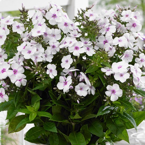 Phlox famous white eye - phlox,