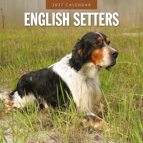 English setters 2027 - english,