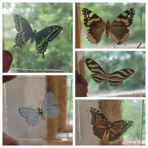Stained glass butterfly - stained, 5