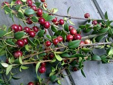 Chilean Guava - Ugni mollinae