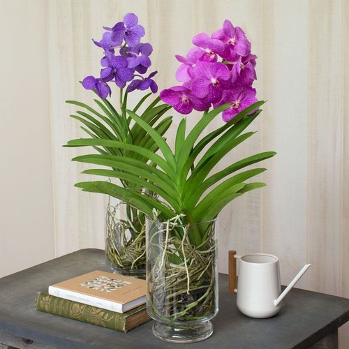 Orchid vanda rear purple - rear, in