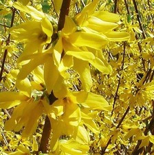 Forsythia Lynwoods Gold Shrubs Pack of 3 Bushes 3-4ft Plants in 3 Litre Pots