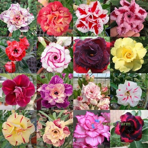 100 seeds adenium mixed - adenium,