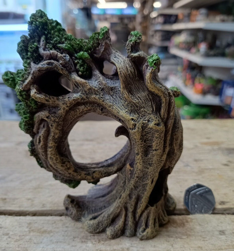 Twisted arched gnarly tree - twisted,
