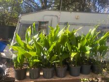 Aspidistra Cast Iron Plant, 50+cm tall (5 litre pots), 12+leaves