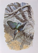 TUNNICLIFFE BIRD PRINT - KINGFISHER