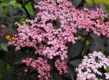 Large Sambucus Black Beauty