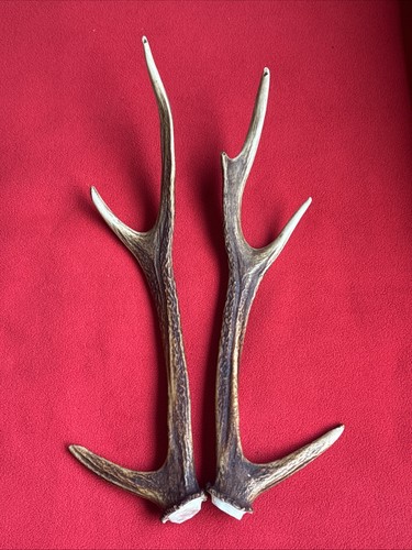 Pair sika deer - of,