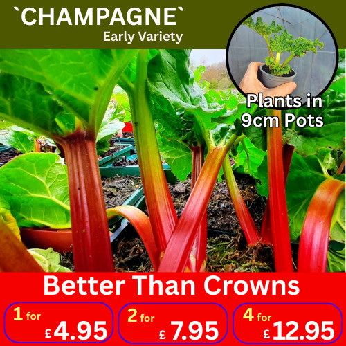 Champagne rhubarb plants mid - champagne,