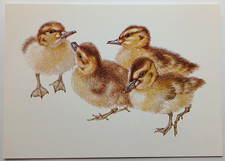 Mallard Ducklings Mildred Eldridge Art Postcard - unused