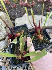 Sarracenia “mr Pink Rim”
