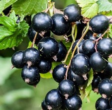 Black Currant x 1 ' Ben Connan'. 3 year old Bare root. Strong plant lots of root