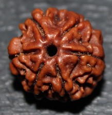 NEPALESE SIX 6  MUKHI FACET RUDRAKSHA RUDRAKSH HINDU POOJA PRAYER  YOGA
