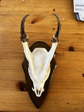 Muntjac Buck Taxidermy Wall Decor Deer Antlers Stag Home Decor