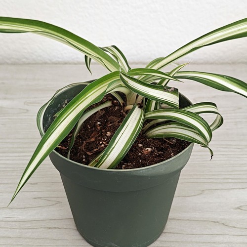 House plant chlorophytum - plant,