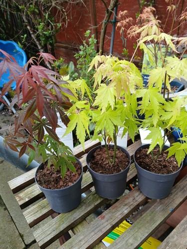 Acer palmatum mix - 2,