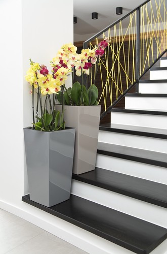 Large tall gloss plant - gloss, pot