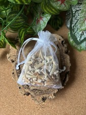 50g Fossil Shark Teeth –