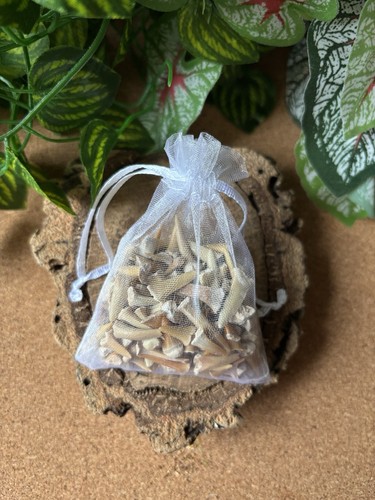 50g fossil shark teeth - fossil,