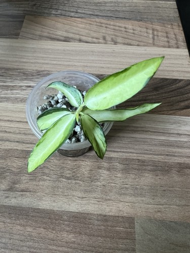 Hoya burmanica variegated - hoya,