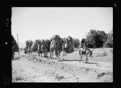 Agriculture harvest caravan - agriculture,harvest, of