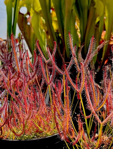Drosera binata fork leaf - fork,
