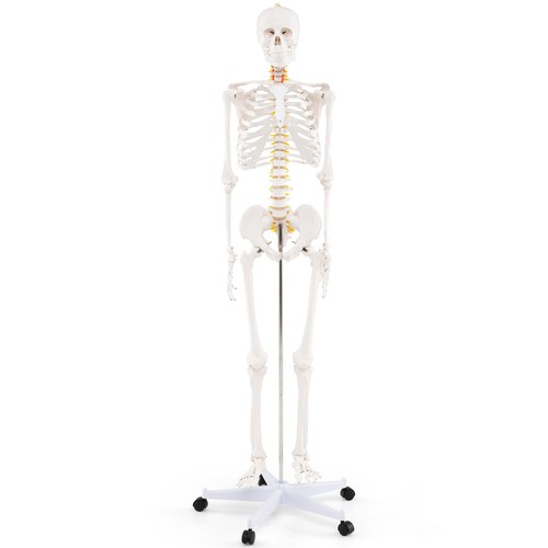 Anatomical skeleton with - skeleton,