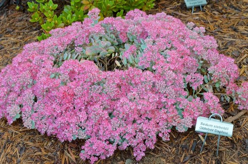 Sedum sieboldii october daphne - october,