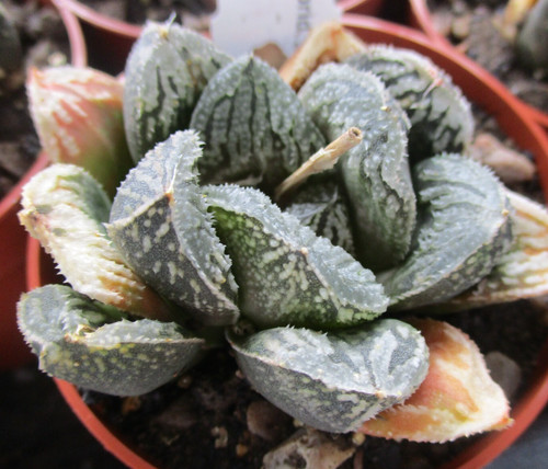 Haworthia snow bunny - 'snow, bunny'