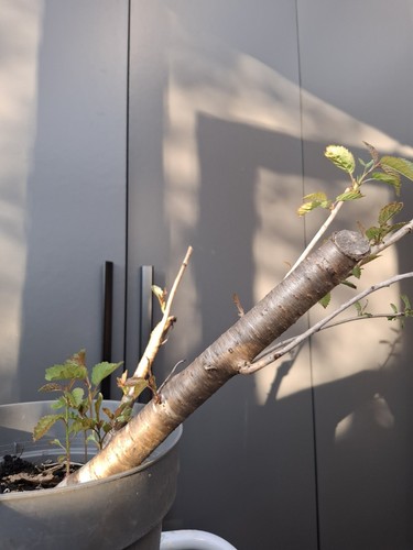 2xcherry bonsai tree yamadori - 2xcherry,