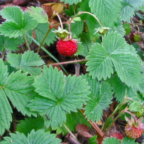 Fragaria vesca native wild - native,
