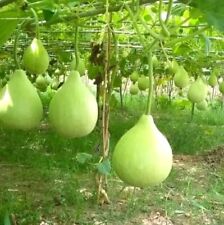  Bangladeshi Asian  Round Bottle Gourd Gul Lauki Dudhi Kodu Kodhu 6 best seeds