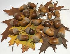 Conkers, Horse Chestnut, Oak