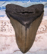 MEGALODON Shark Tooth 4 1/4" sharks teeth BIG jaw fossil SERRATED megladon REAL