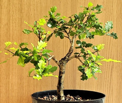 English oak bonsai material - oak,