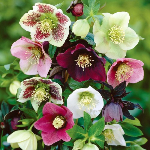 Hellebore orientalis superior - hellebore,