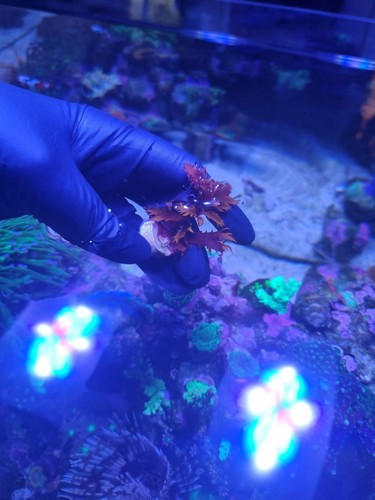 Dragon breath marine - marine, coral