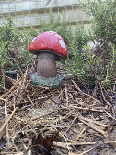 Mushroom toadstool stone - mushroom,