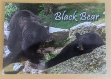 Fauna. Mammals Black Bear